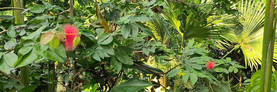 Blick in den Dschungel im Gondwanaland im Zoo Leipzig