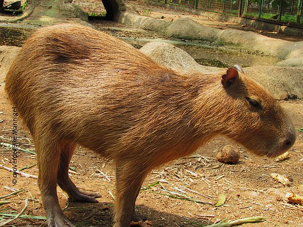 Nach einer großen Mahlzeit wie einem Capybara ist die Anakonda lange satt ©OroVerde/Elke Mannigel