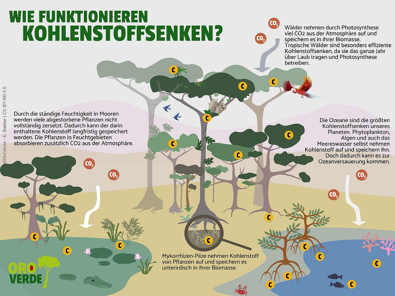 Infografik erklärt die Funktionsweise von Kohlenstoffsenken. Es sind Bäume, ein Feuchtgebiet und Ozean abgebildet. Textbausteine erklären den Sachverhalt: Wälder nehmen durch Photosynthese viel CO2 aus der Atmosphäre auf und  speichern es in ihrer Biomasse.  Tropische Wälder sind besonders effiziente  Kohlenstoffsenken, da sie das ganze Jahr  über Laub tragen und Photosynthese  betreiben. Durch die ständige Feuchtigkeit in Mooren  werden viele abgestorbene Pflanzen nicht  vollständig zersetzt. Dadurch kann der darin  enthaltene Kohlenstoff langfristig gespeichert  werden. Die Pflanzen in Feuchtgebieten  absorbieren zusätzlich CO2 aus der Atmosphäre. Mykorrhizen-Pilze nehmen Kohlenstoff  von Pflanzen auf und speichern es  unterirdisch in ihrer Biomasse. Die Ozeane sind die größten  Kohlenstoffsenken unseres  Planeten. Phytoplankton,  Algen und auch das  Meereswasser selbst nehmen  Kohlenstoff auf und speichern ihn.  Doch dadurch kann es zur  Ozeanversauerung kommen.   