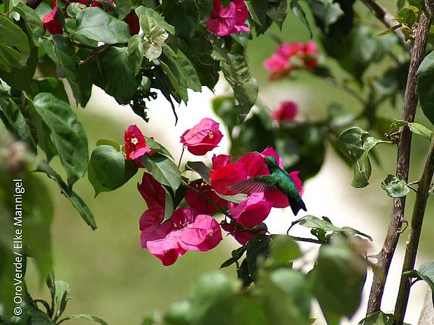 Ein kleiner hungriger Kolibri an einer pinken Blume © OroVerde / Elke Mannigel