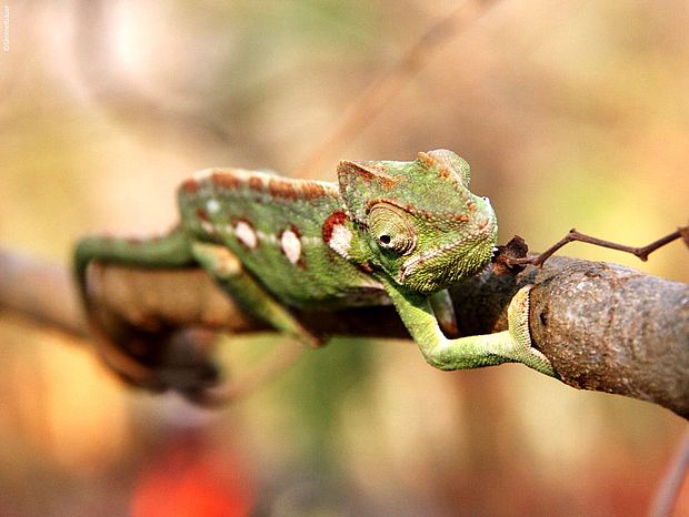 Ein junges Pantherchamäleon grade die Männchen sind besonders bunt und haben markante Streifenzeichnungen ©andreassimmelbauer