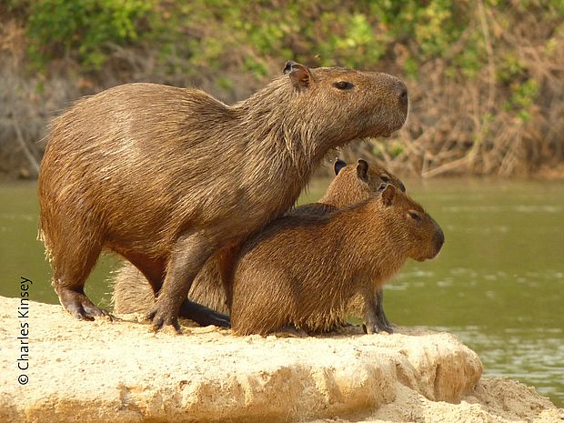 Eine Capybara-Mutter mit ihren Jungen ©Charles Kinsey