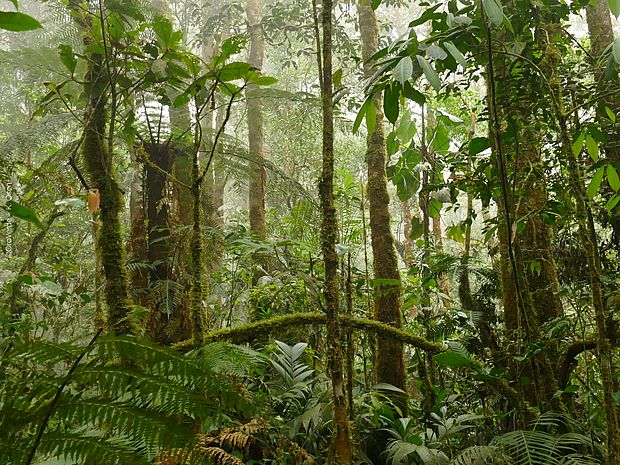 Ausschnitt des Regenwalds in Guatemala
