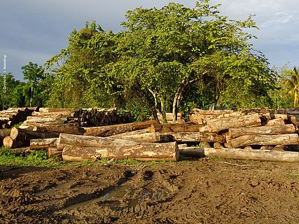 Ein Holzlagerplatz ©OroVerde - I. Naendrup