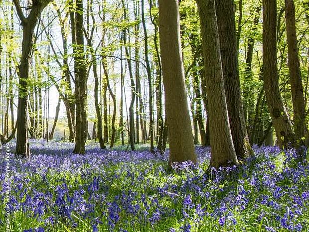 Wald schützen heißt manchmal auch Geduld haben. Waldumbau braucht zeit ist aber langfristig eine wichtige Maßnahme  ©www.jameswarwick.co.uk