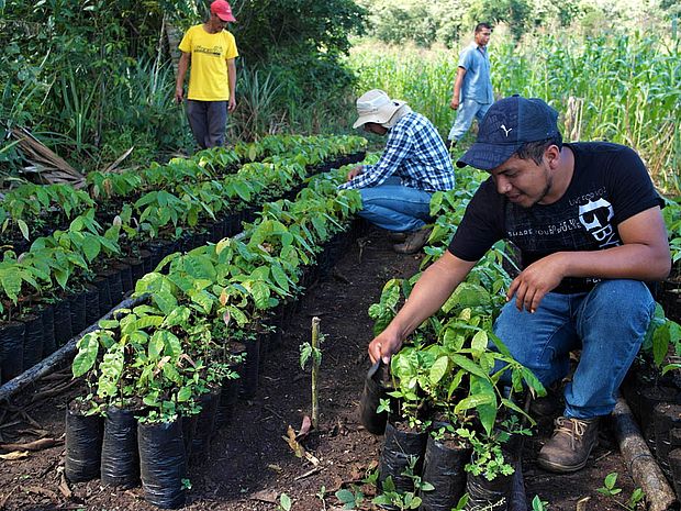 Kakao Baumschule in Guatemala.