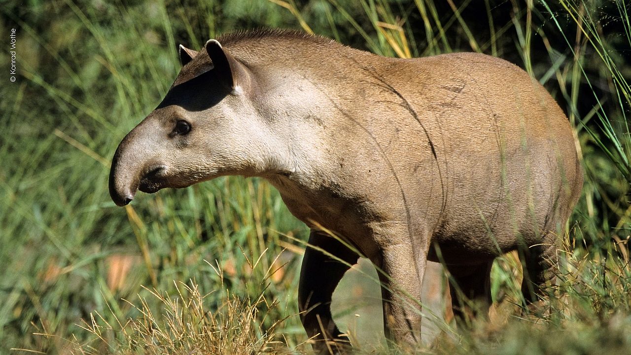 Der Tapir lebt im ersten Regenwaldstockwerk. ©Konrad Wothe