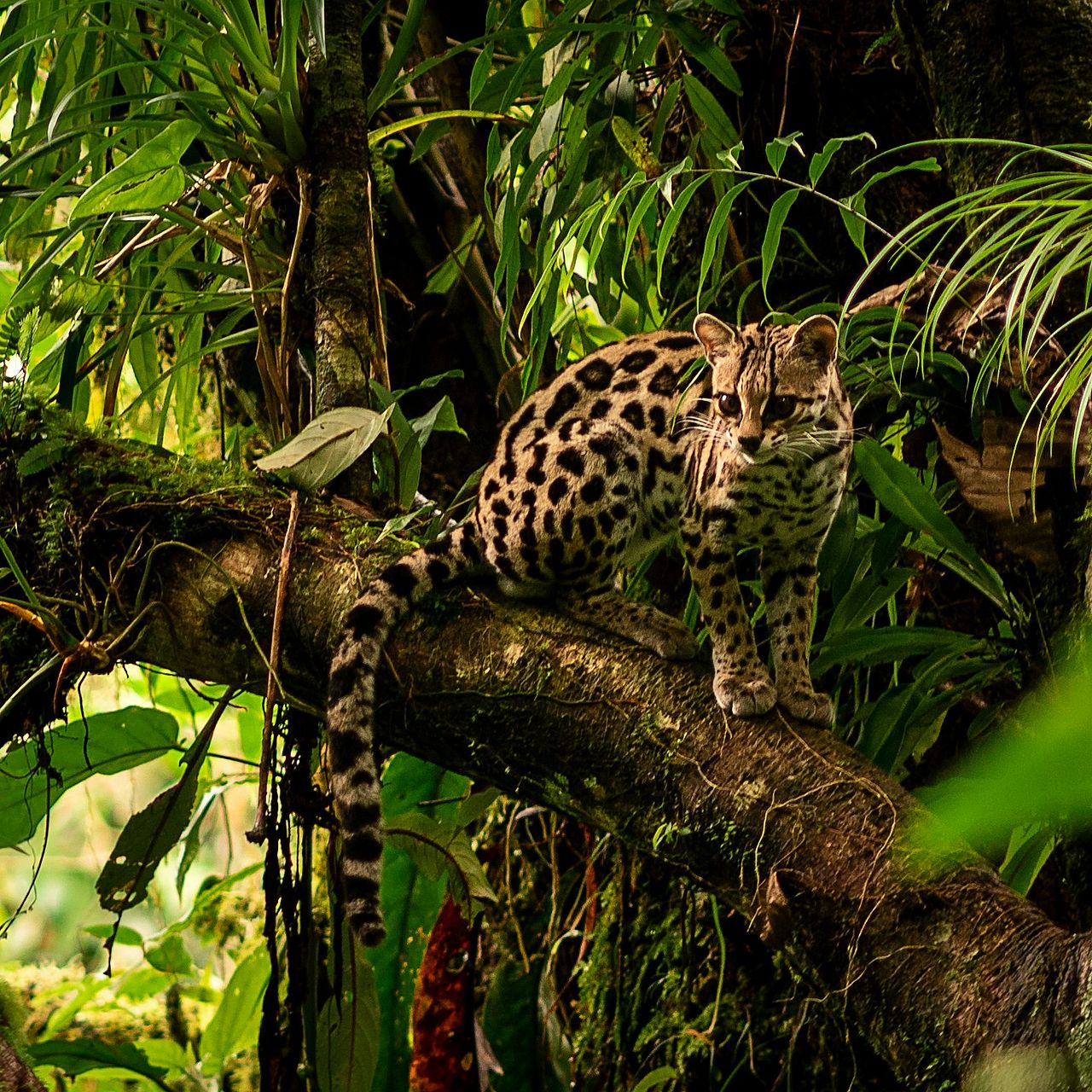 Ozelot auf einem Baum ©Abhi Verma via Unsplash Plus