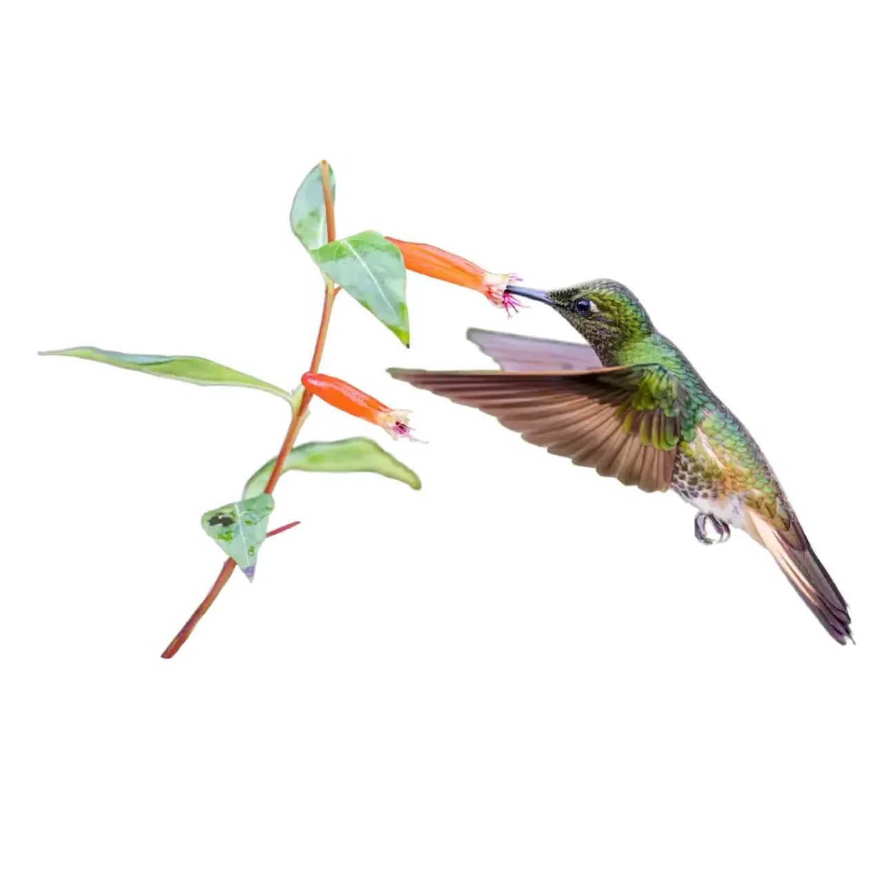 Kolibri freigestellt © Z. Machacek via UnsplashPlus Freisteller eines Kolibris, welcher den Nektar aus einer Blüte saugt.