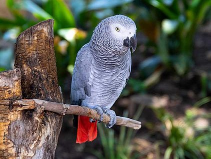 Papageien: Afrikanischer Graupapagei auf einem Ast © Pxhere