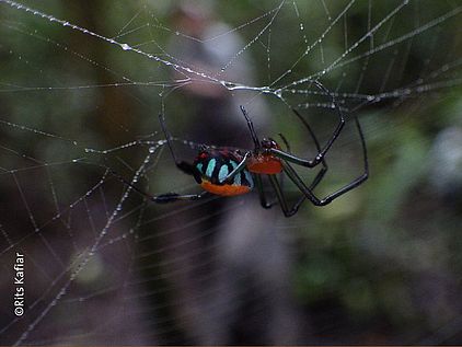 Eine Spinne, die kopfüber am Netz hängt ©Rits Kafiar