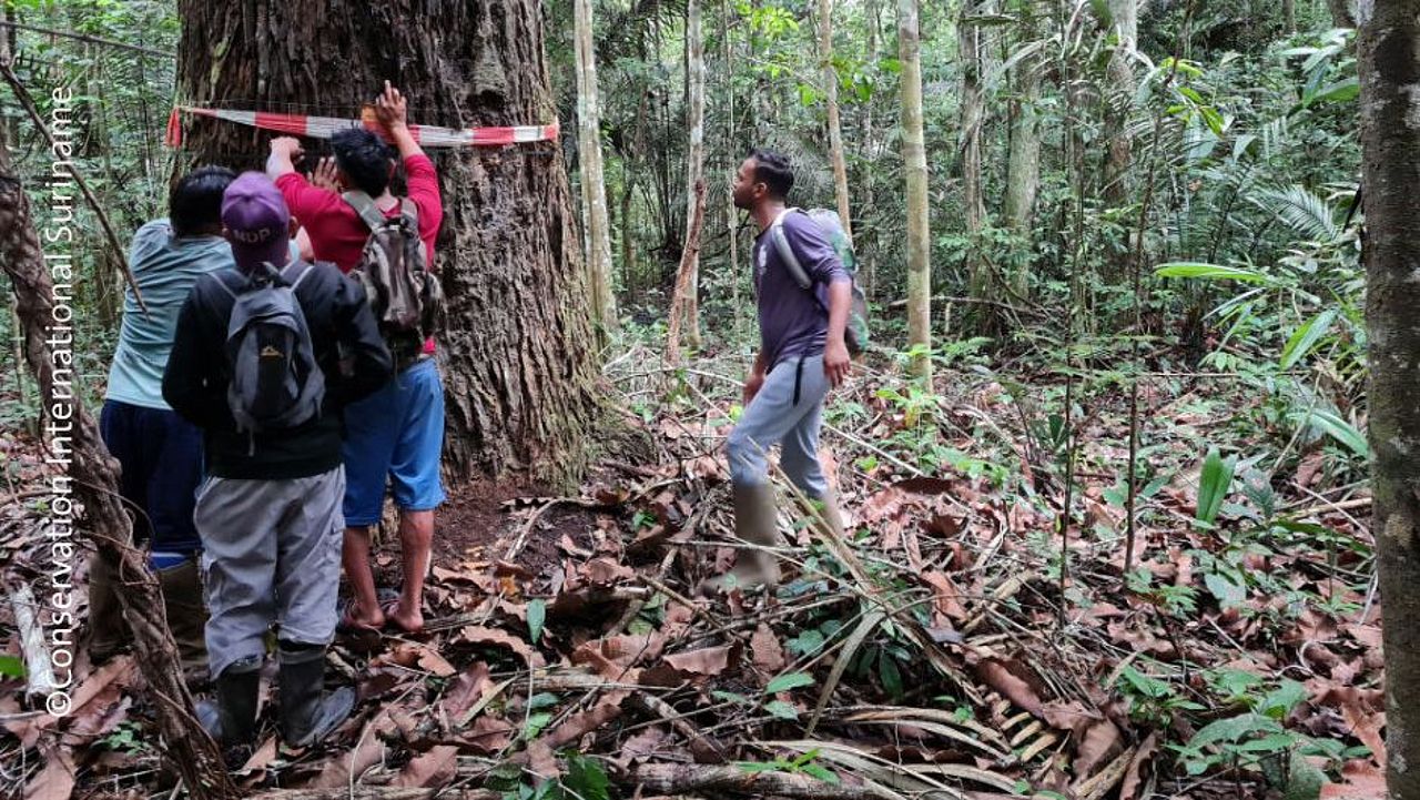 Regenwald Suriname: Indigene vermessen Baum. © Conservation International-Suriname