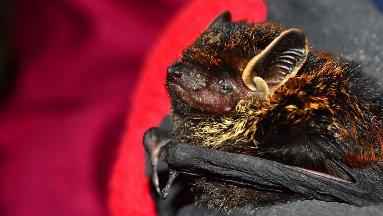 Fledermäuse im Himalaya: arielulus circumdatus