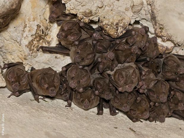 Fledermäuse kopfüber-hängend in einer Höhle