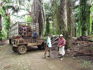 Ernte auf einer Palmölplantage ©OroVerde/ Elke Mannigel