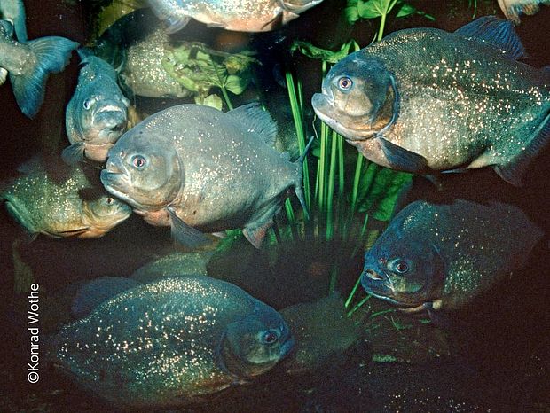 Piranhas sind wichtig für die Wasserqualität im Amazonas. ©Konrad Wothe.