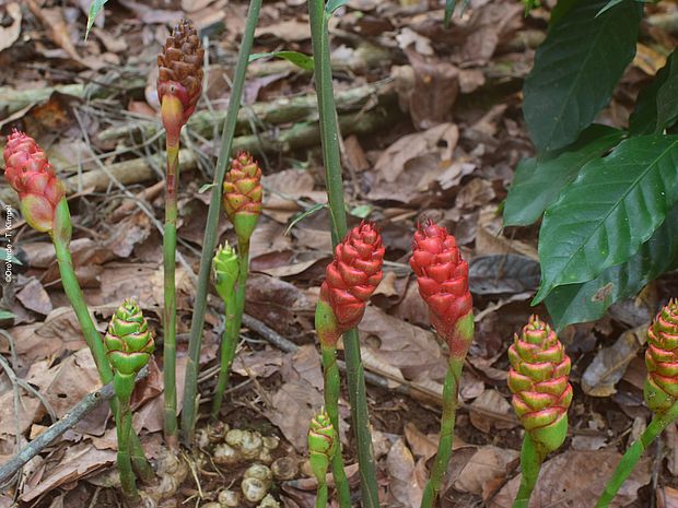 Ingwer im Agroforstystem