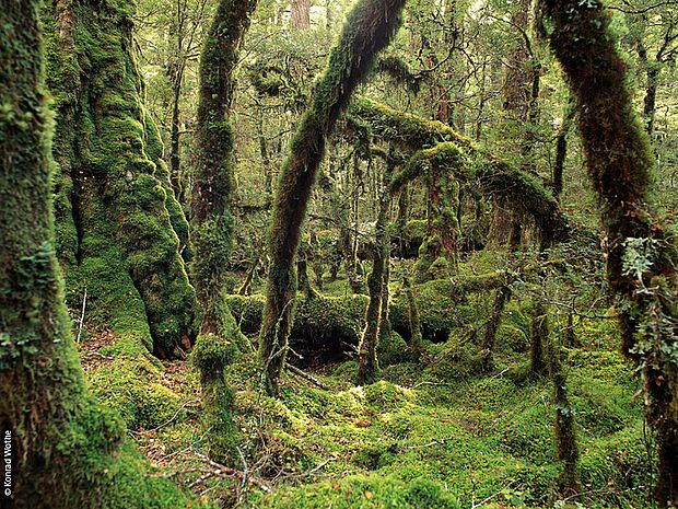 Vermooste Bäume im tropischen Regenwald ©Konrad Wothe