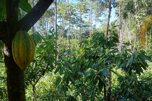 Nachhaltiger Anbau von Kakao in Waldgärten