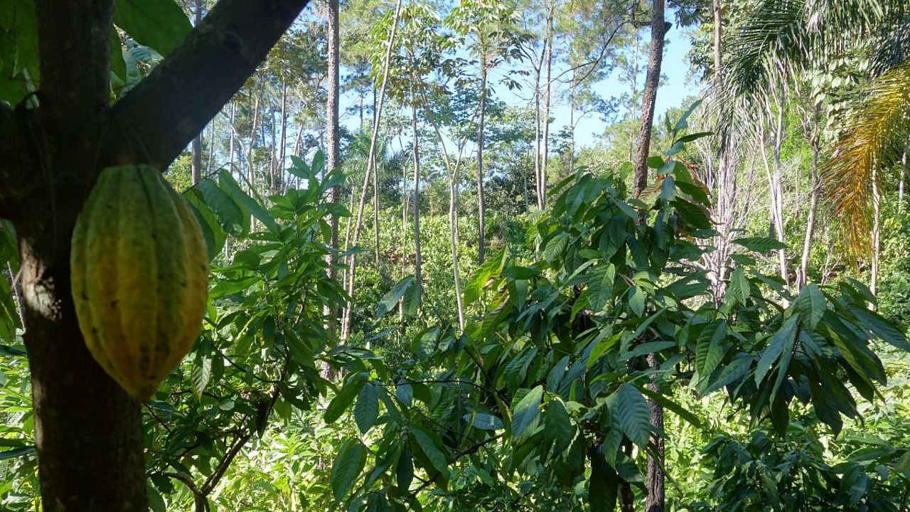 Jetzt helfen, den wertvollen Regenwald durch den nachhaltigen Anbau von Kaffee und Kakao zu schützen ©OroVerde – I. Naendrup