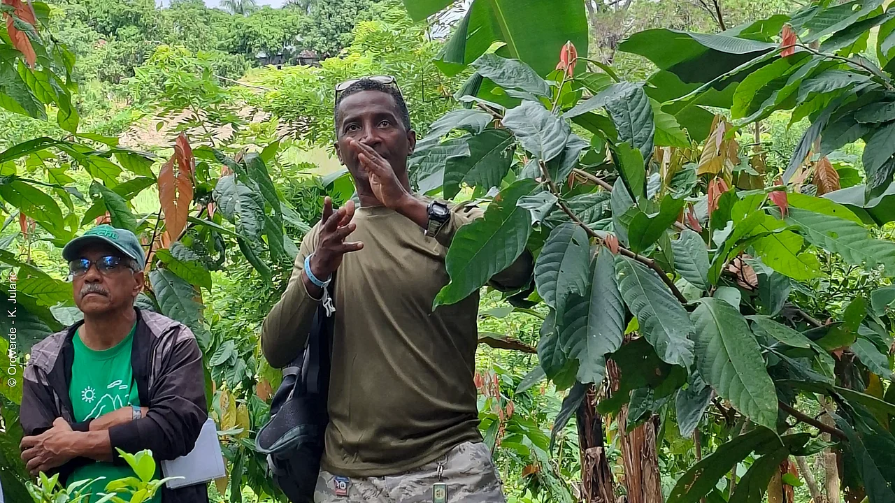 Wissenstransfer im Agroforstsystem auf Wendys Finca