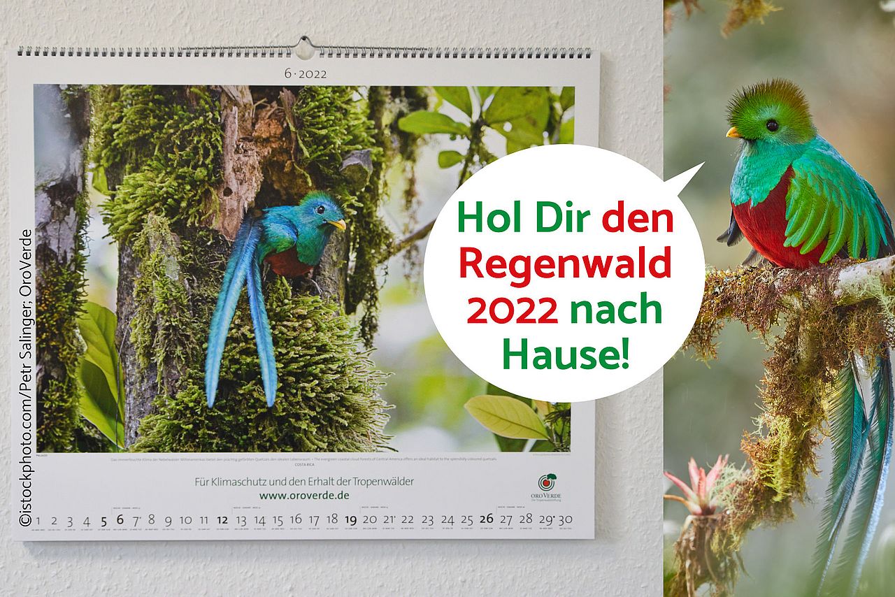 Jetzt den OroVerde Regenwald-Kalender 2022 bestellen und den Tropenwald im Wohnzimmer erleben. ©istockphoto.com/Petr Salinger; OroVerde