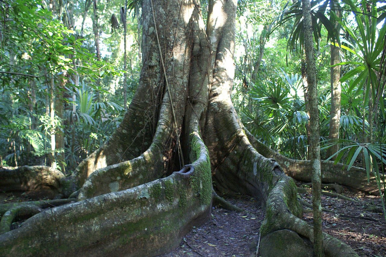 Großer Baumriese im Regenwald