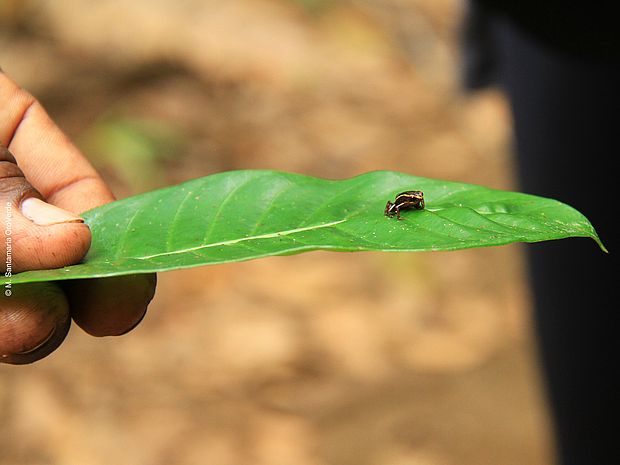 Ein winziges Monte-Iberia-Fröschchen sietzt auf einem grünen Blatt was von einer Hand gehalten wird