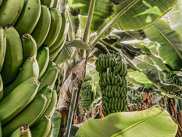 Grüne Bananen auf einer Plantage