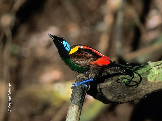 Der Blauköpfige Paradiesvogel, auch Nacktkopf-Paradiesvogel genannt, kommt nur auf den beiden Inseln des Raja Ampat- Archipels, Batanta und Waigeo, vor. ©K. Wothe