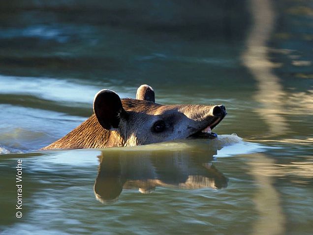 Tapire fliehen bei Gefahr gerne ins Wasser, dann taucht manchmal nur ihr Rüssel wie ein Schnorchel auf. ©Konrad Wothe 