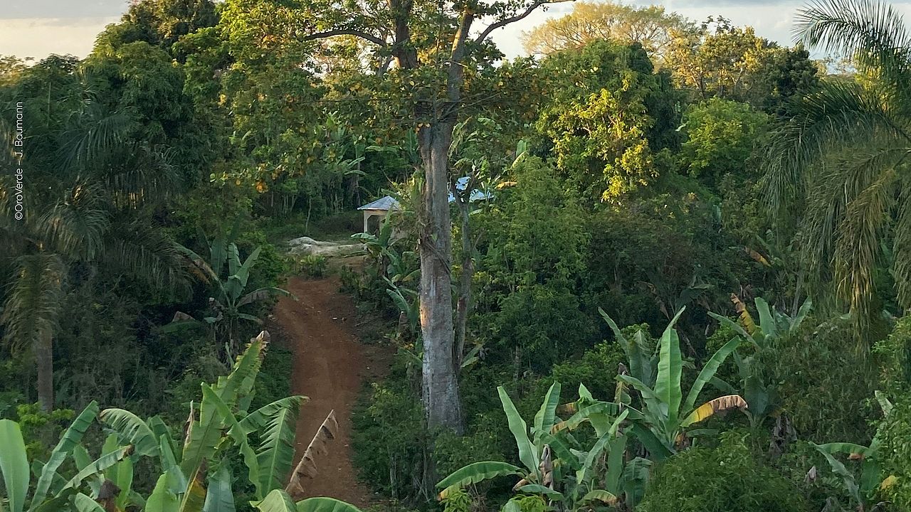 Blick auf ein Agroforstsystem mit Kaffee, Bananen und Mangos