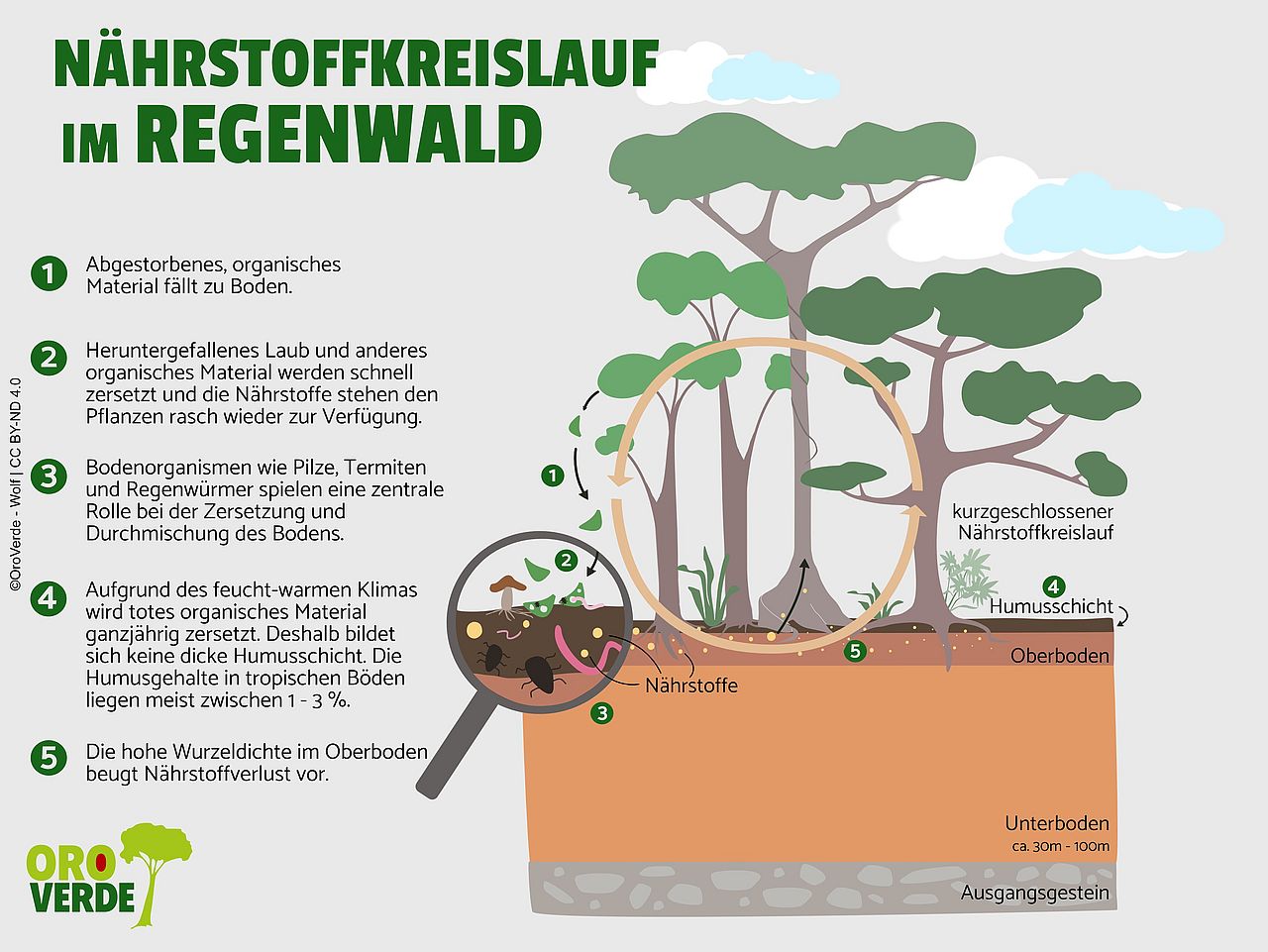 Nährstoffkreislauf im Regenwald  ©Oroverde - A. Wolf