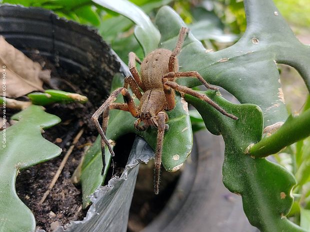 Eine große braune Spinne krabbelt bildfüllend über ein Tropenwaldblatt auf uns zu.
