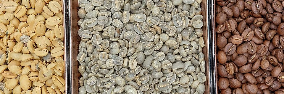 Gelbe, grün-graue und braune Kaffeebohnen aus verschiedenen Röststufen auf Holztabletts.