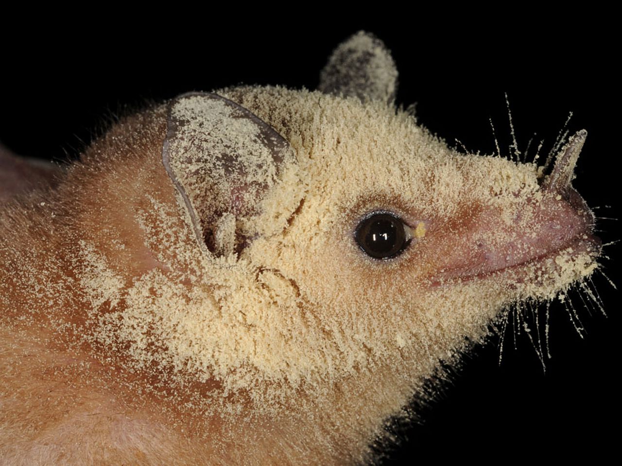 Weibchen mit Sahuaro Pollen. © Luis Roberto Viquez-Rodrigues