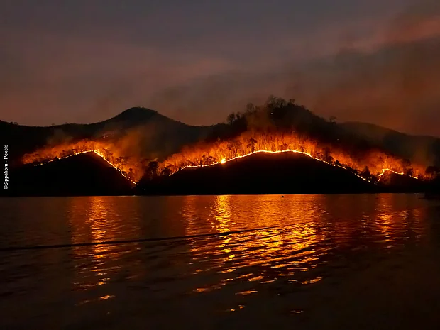 Ein Wald steht in Flammen