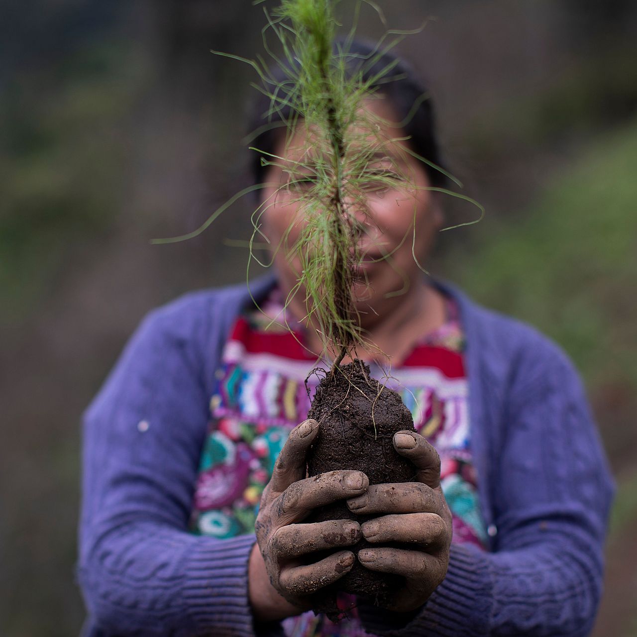Eine Frau mit einem Setzling 