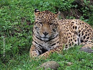 Jaguar in Guatemala