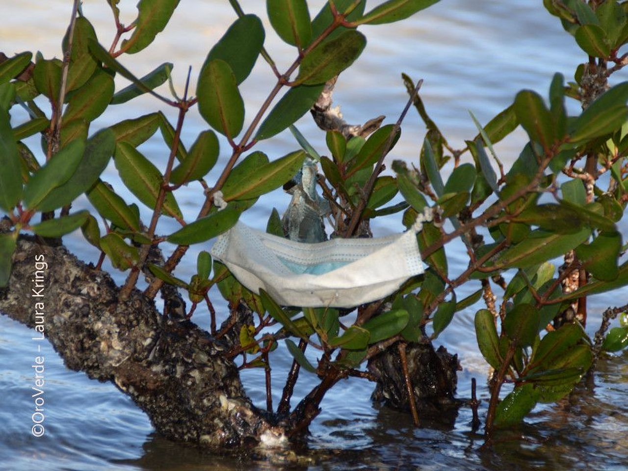Maske hängt in Mangroven ©OroVerde – L. Krings