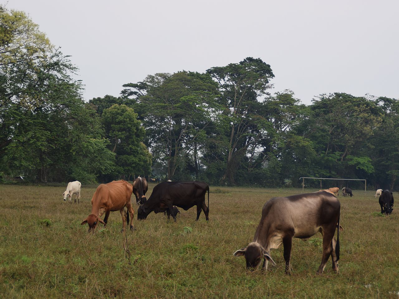 Auf der großen Weidefläche grasen ein paar wenige Rinder.