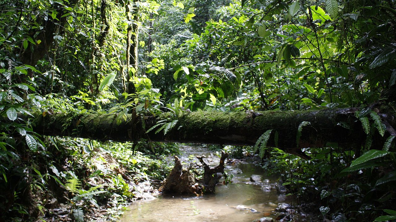 Waldlandschaft in Sarayaku