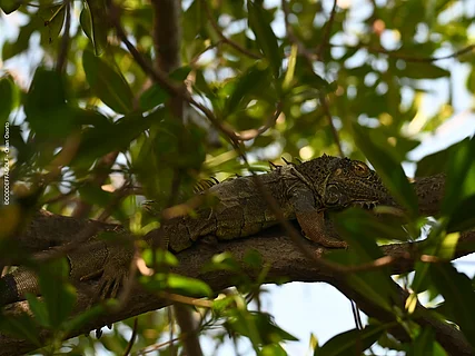 Leguan im Baum