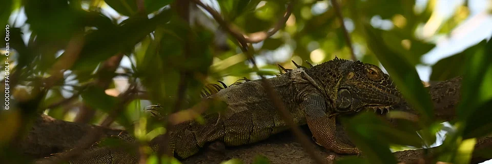 Leguan im Baum