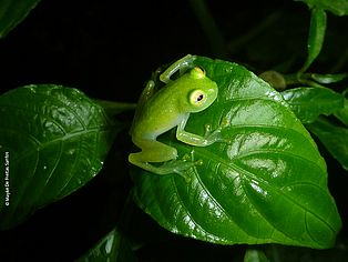 Froschart in den Nebelwäldern Venezuelas