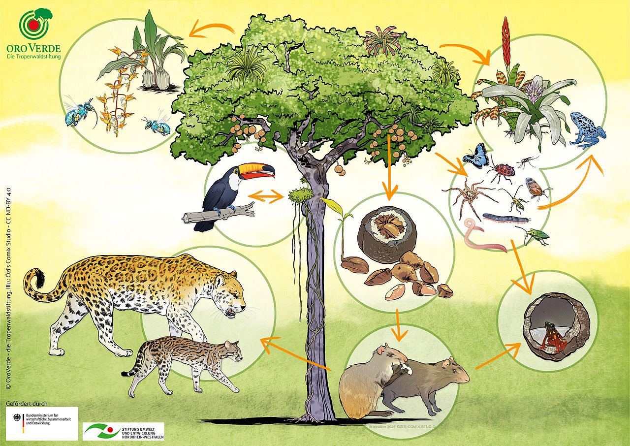 Illustration Vielfalt im Regenwald © OroVerde / Illustration: Özi’s Comix Studio / CC-BY-ND Das aktuelle Regenwald-Blatt zeigt Jungforschenden, was Vielfalt für den Regenwald bedeutet.