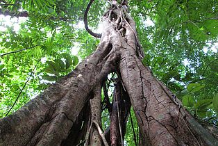 Würgefeige in Guatemalas Regenwald