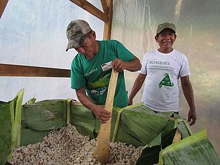 Fermentierung des Kakaos in Guatemala