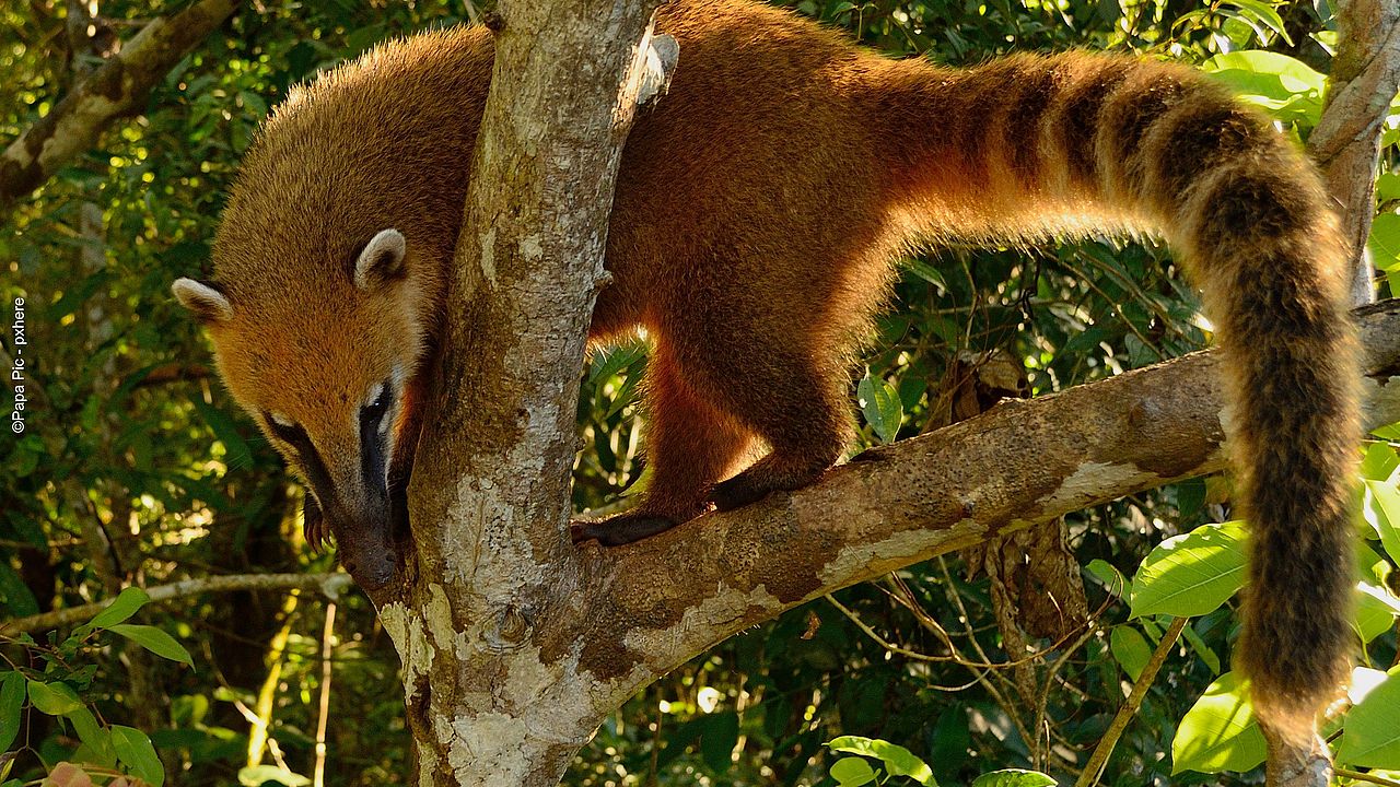 Ein Nasenbär im Geäst ©Papa Pic - Pexels