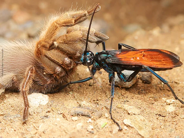 eine blauschwarz feinfliedrige große Wespe zeiht eine gelähmte sandfarbene Tarantulaspinne durch die Steppe in Arizona.